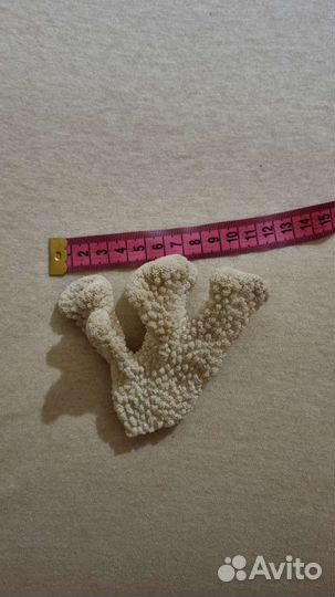 Ракушка и коралл