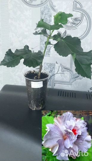 Сортовые гибискусы