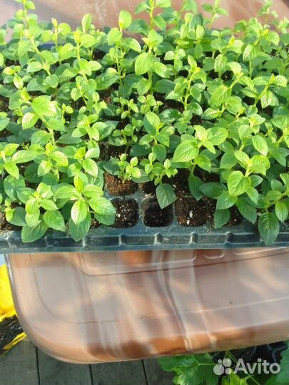 Гортензия саженцы