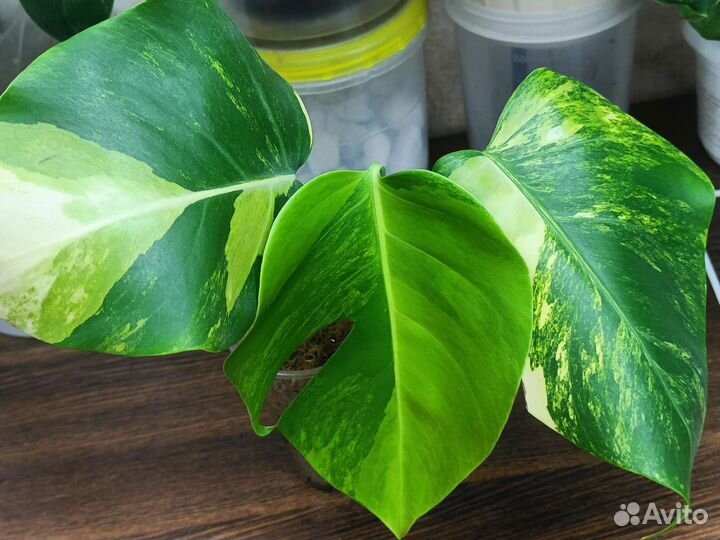 Монстера yellow желтая
