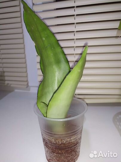 Сансевиерии