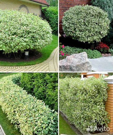 Живая изгородь