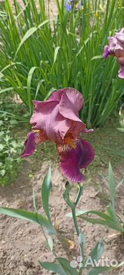 Ирисы бородатые кустик