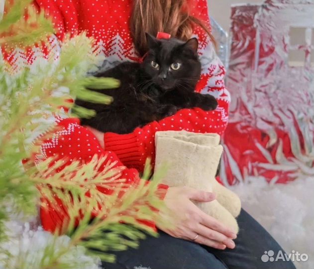 Кошка в дар