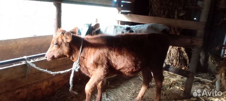Коровы телята бычки