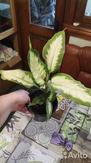 Диффенбахия Берлина, Камилла кустовые