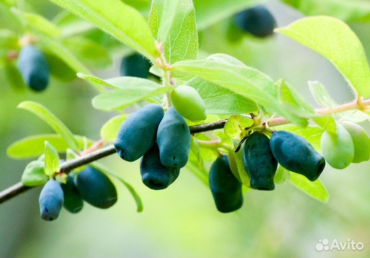 Жимолость ягодная плодовая-первые ягоды в саду