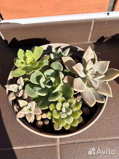 Флорариум суккуленты садик набор