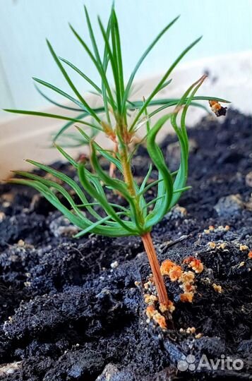 Манго, сибирский кедр, черёмуха