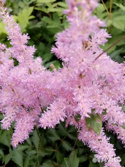 Астильба саженцы