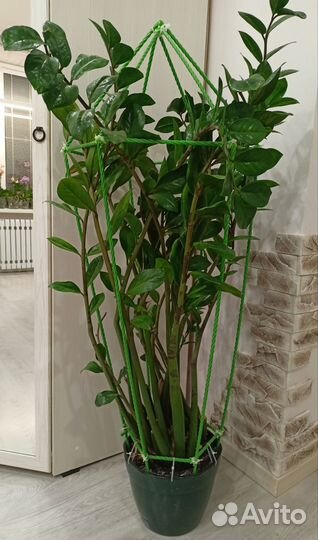 Замиокулькас