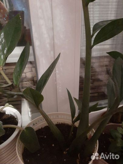 Продам цветы комнатные