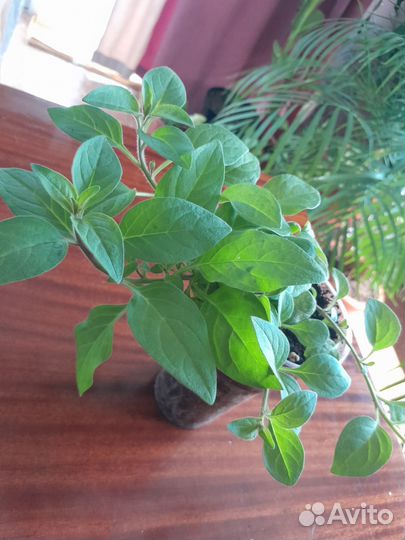 Растения для сада