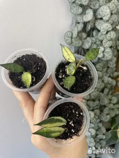 Хойя обновленное наличие