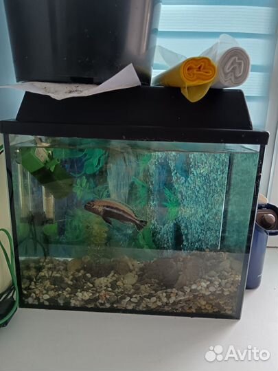 Аквариум