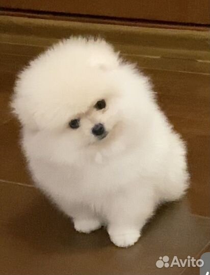Мальчик померанский шпиц