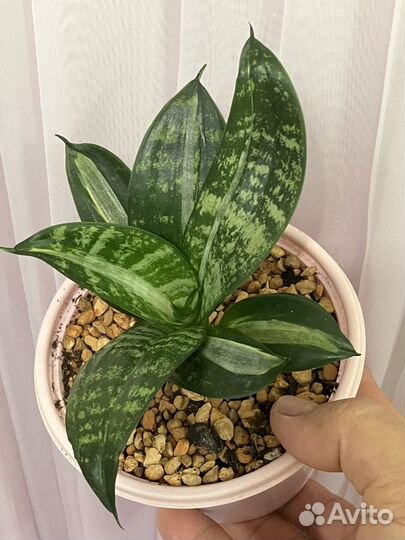 Сансевиерия Страйкер, Манолин