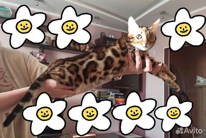 Бенгальская девчуля