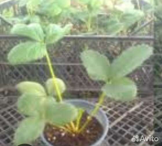 Саженцы клубники