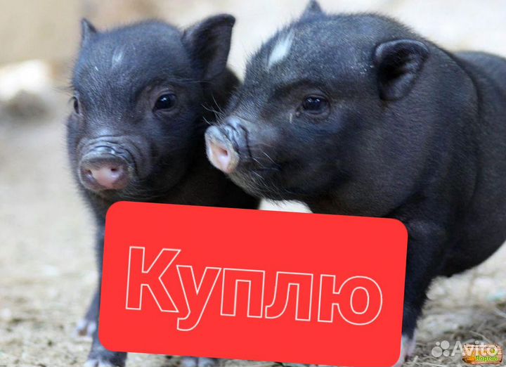 Вьетнамские поросята