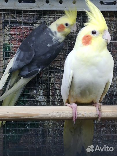 Попугай корелла, птенцы, клетка