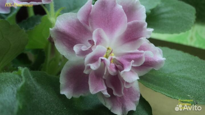 Сортовые фиалки.Детки, пасынки