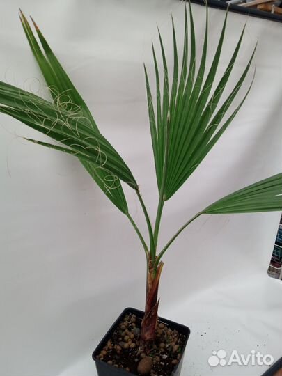 Пальмы каллистемон каллиандра питахайя