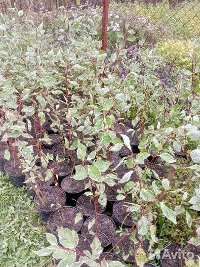 Дерен белый элегантиссима живая изгородь