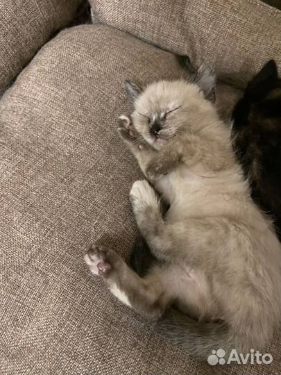Котенок девочка сиамская