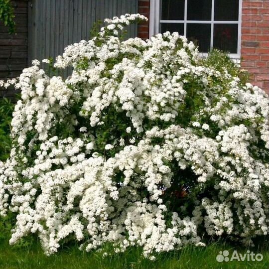 Спирея белая