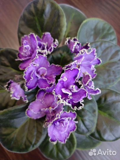 Фиалочки на подарочки