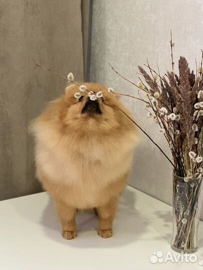 Немецкий шпиц