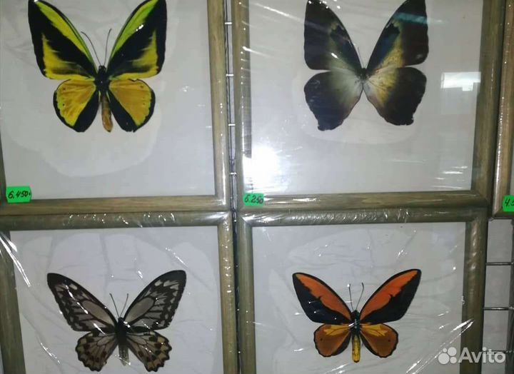 Бабочки в рамке