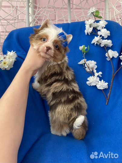 Мерле йорк девочка 2 голубых глаза шокоберри