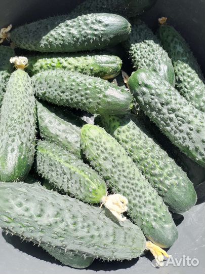 Молоко, сметана