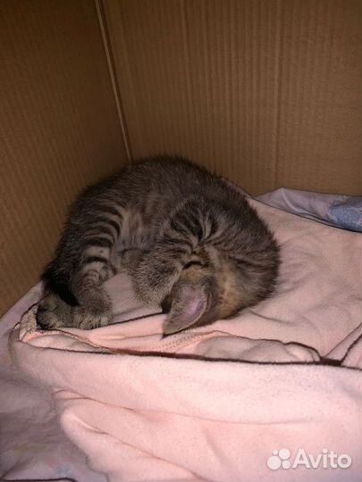 Ласковый тигренок