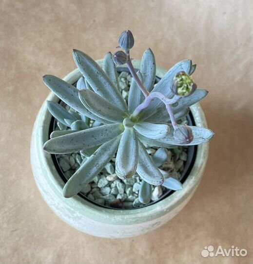 Крестовник серпенс