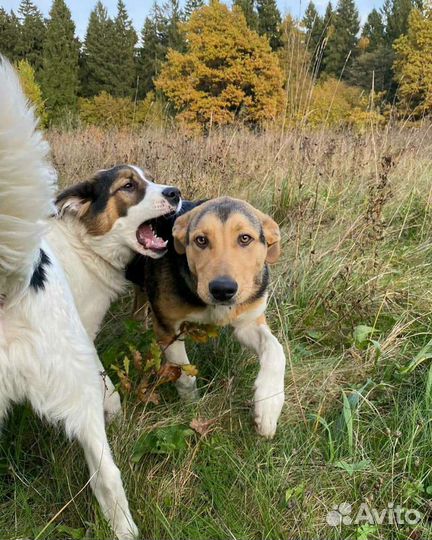 Собака в добрые руки щенок