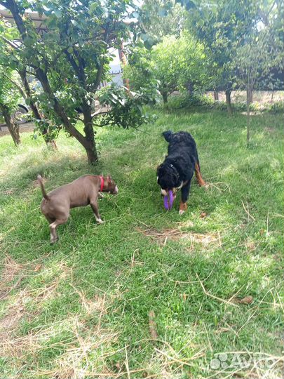 Передержка собак в частном доме