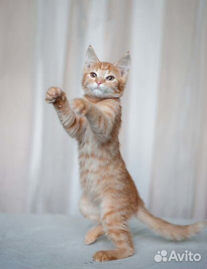 Кышпировский - котик в добрые руки