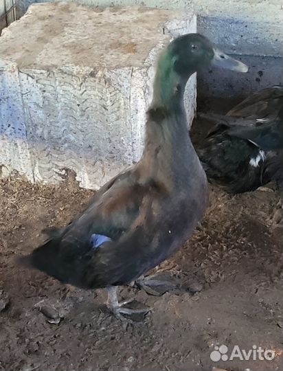 Селезни Каюга