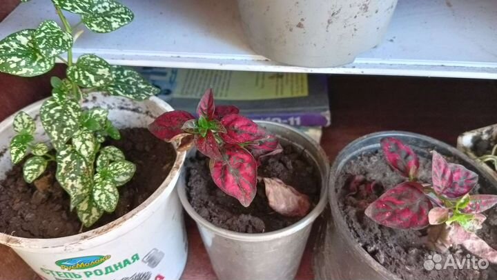 Комнатные растения