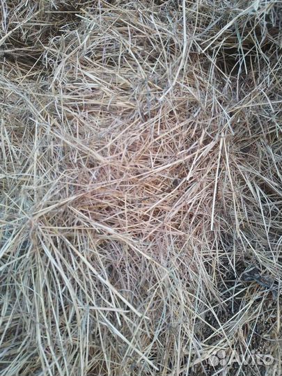 Сено в тюках