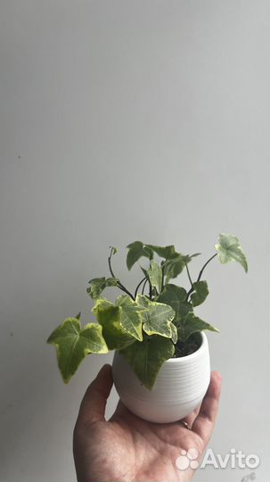 Хедера хеликс вариегатная