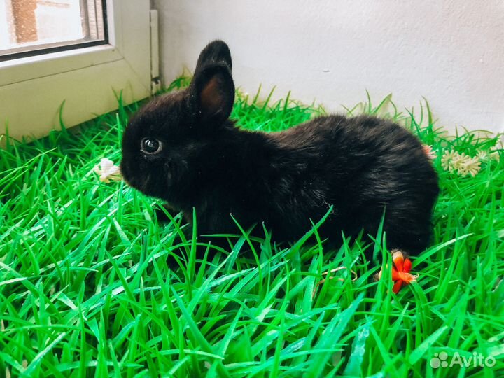 Карликовый кролик - самый маленький