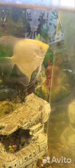 Аквариумные рыбки