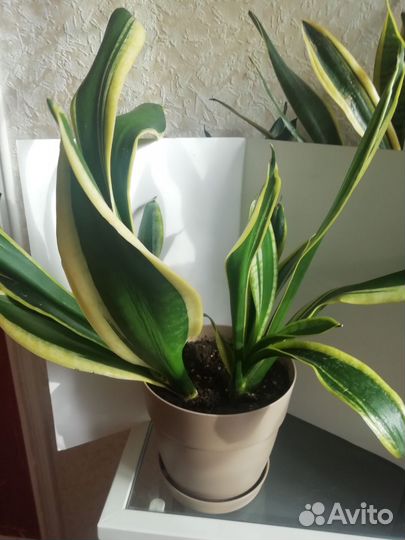 Сансивьерия Блек Голд