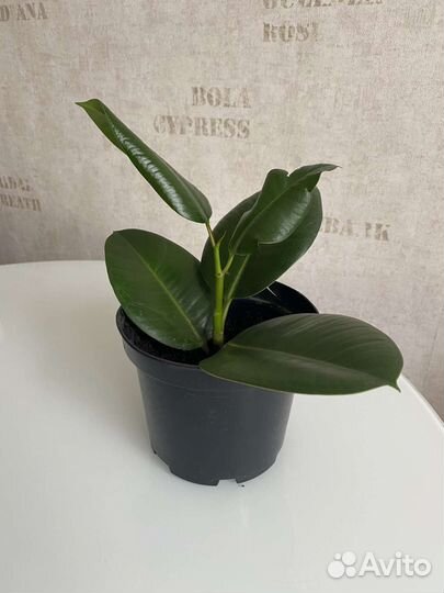 Фикус каучуковый