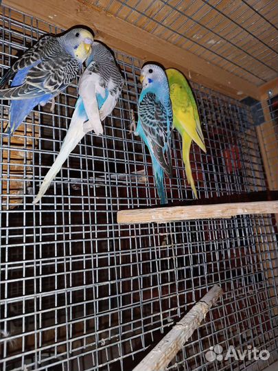 Волнистые, кореллы, неразлучники опт и розница