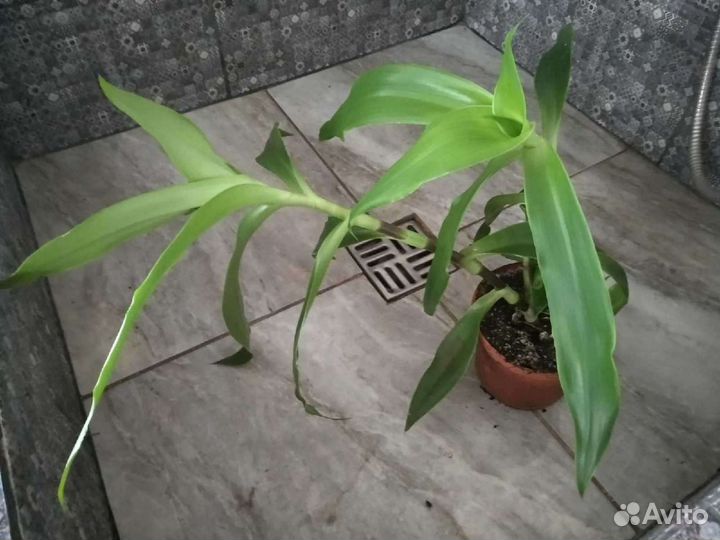 Золотой ус - каллизия душистая